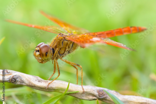 The dragonfly island on a tree branch on a nature background.