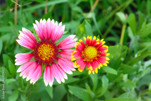 Gaillardia flowers with multiple colors and bright colors. It is a genus of flowering plants in the sunflower family.