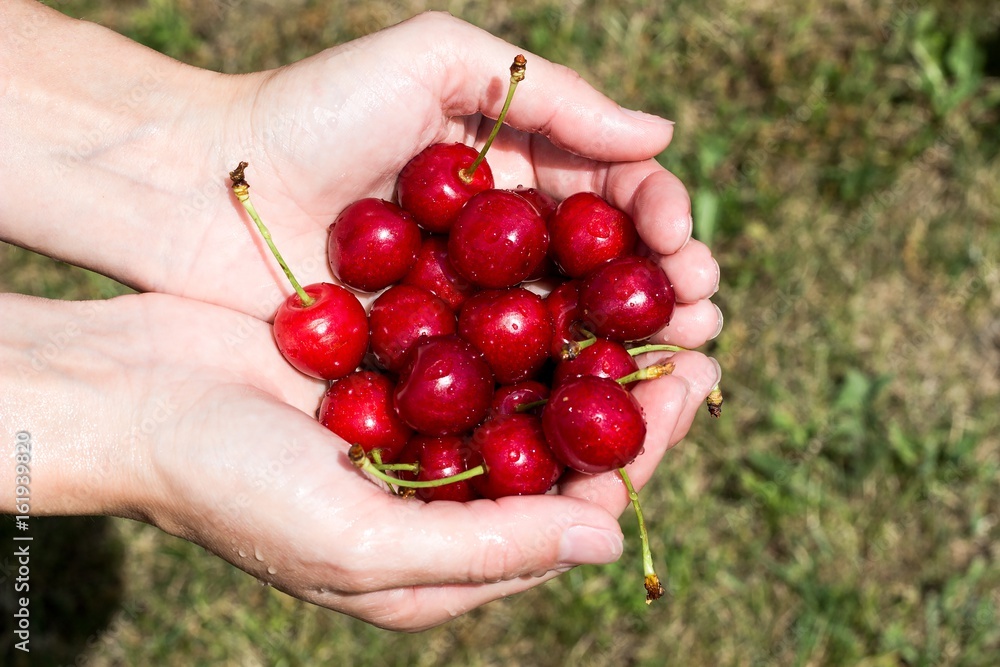 hands with red cherries hands with red cherries