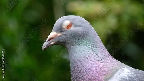 Feral weild pigeons feeding in urban house garden at bird feeding station. photo