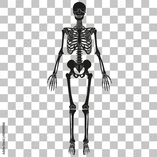 Vector image of human skeleton on a transparent background.