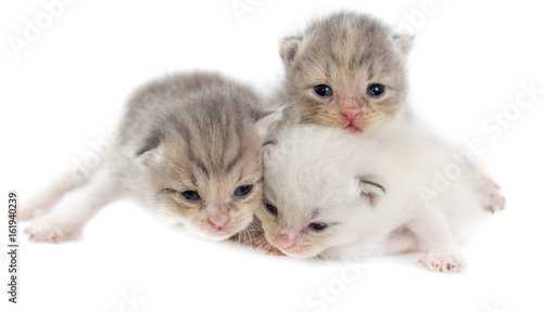 Three newborn kitten isolated on white background