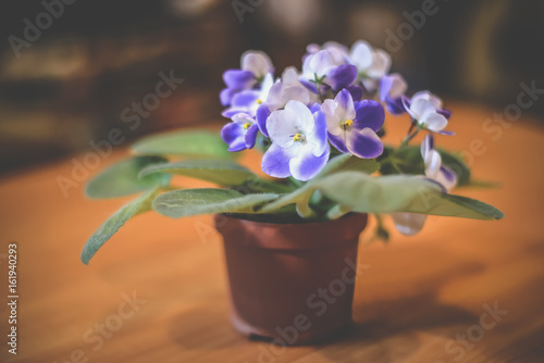 Fototapeta Naklejka Na Ścianę i Meble -  Pot of violets on the table