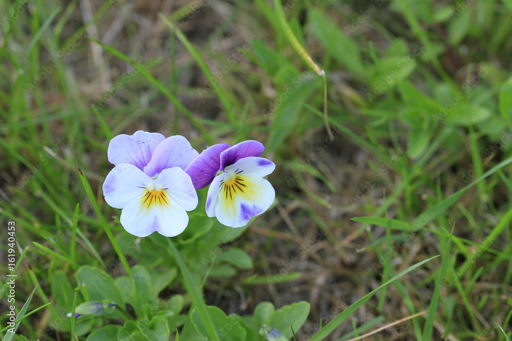 Hornveilchen im Garten, wildwachsend auf dem Rasen Hornveilchen im Garten, wildwachsend auf dem Rasen