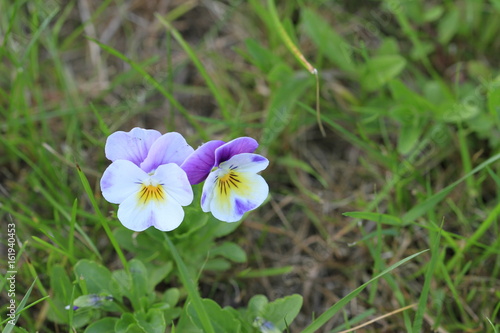 Hornveilchen im Garten, wildwachsend auf dem Rasen photo