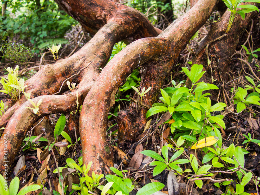 Fototapeta premium Tree Roots