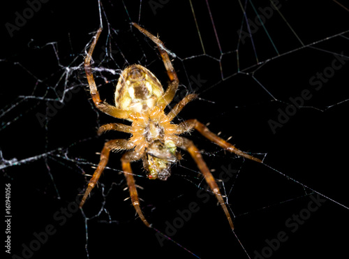 Spider on a web on a black background