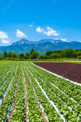 八ヶ岳と野辺山高原野菜