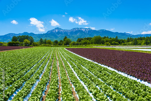 八ヶ岳と野辺山高原野菜