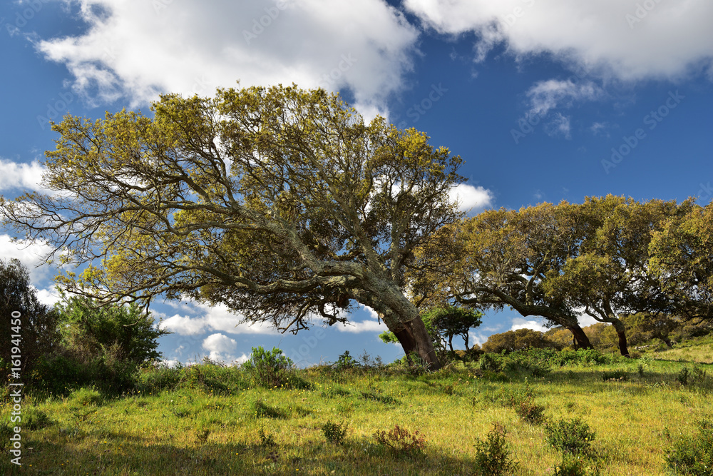 Korkeichenwälder in Sardinien 