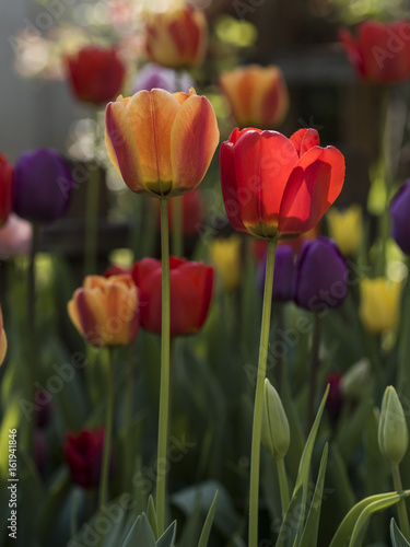 Colorful tulips