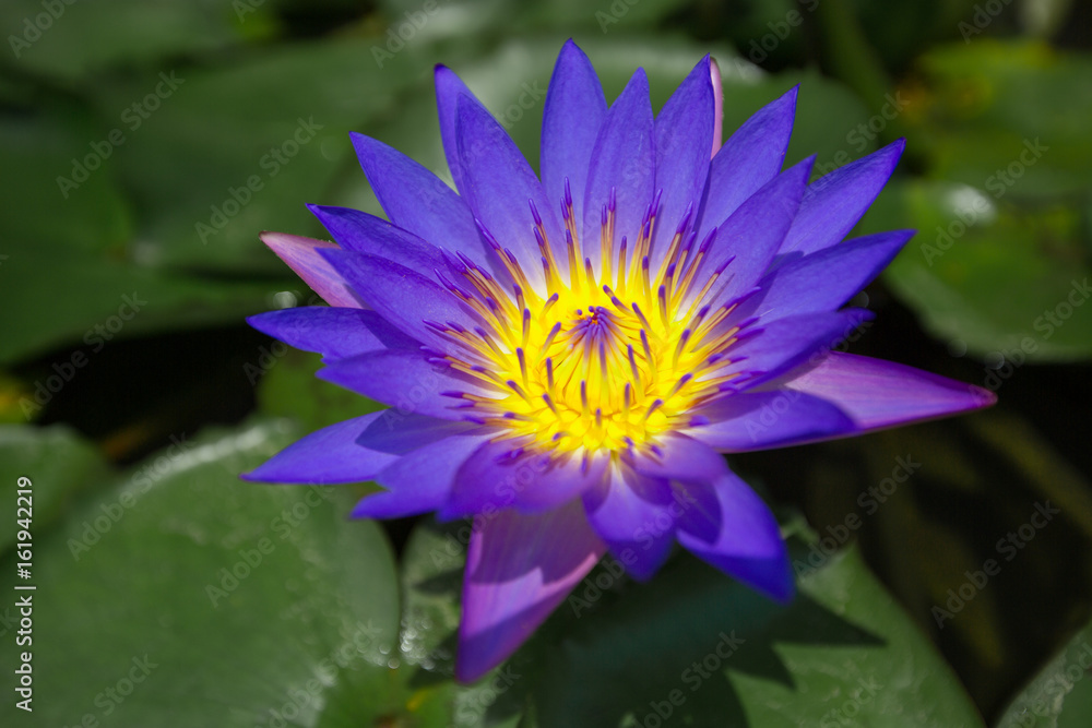 Violet water lily blooming in the midst of lily pads on a pond Violet water lily blooming in the midst of lily pads on a pond