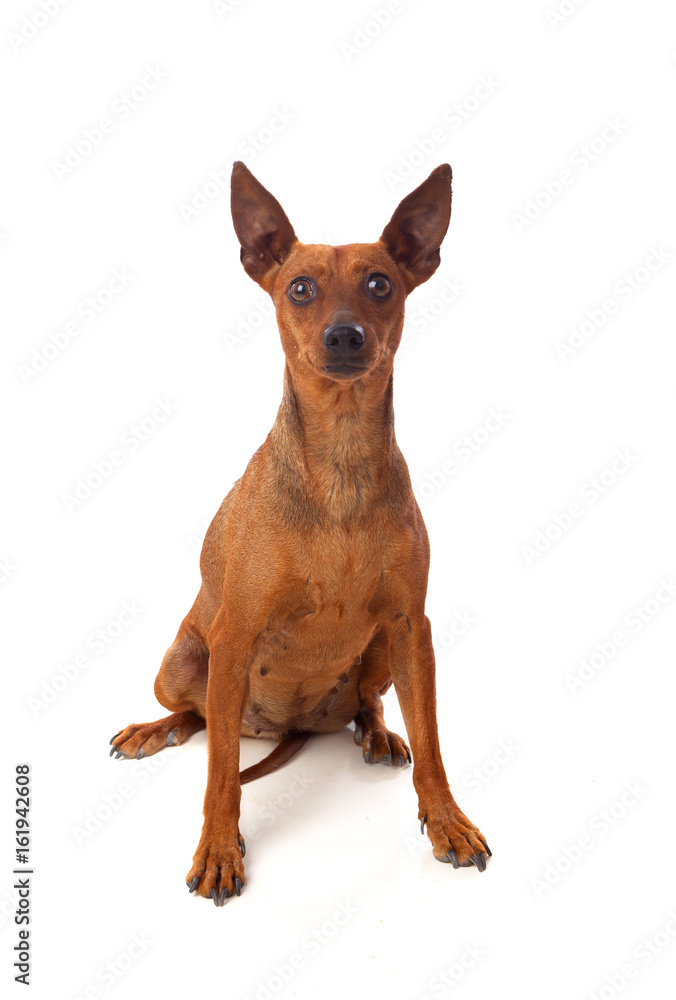 Beautiful brown dog Beautiful brown dog