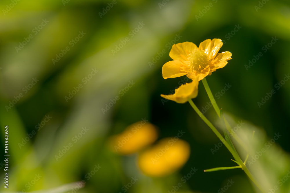 Wildflowers close-up, bright sunlight Wildflowers close-up, bright sunlight
