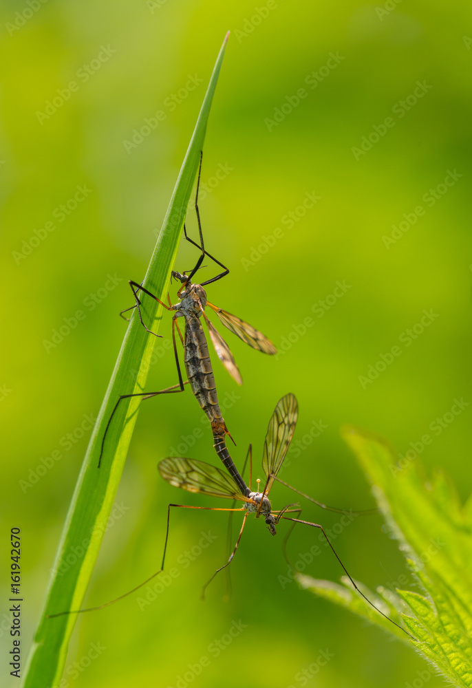 crane fly reproduction (tipula) on green branch crane fly reproduction (tipula) on green branch