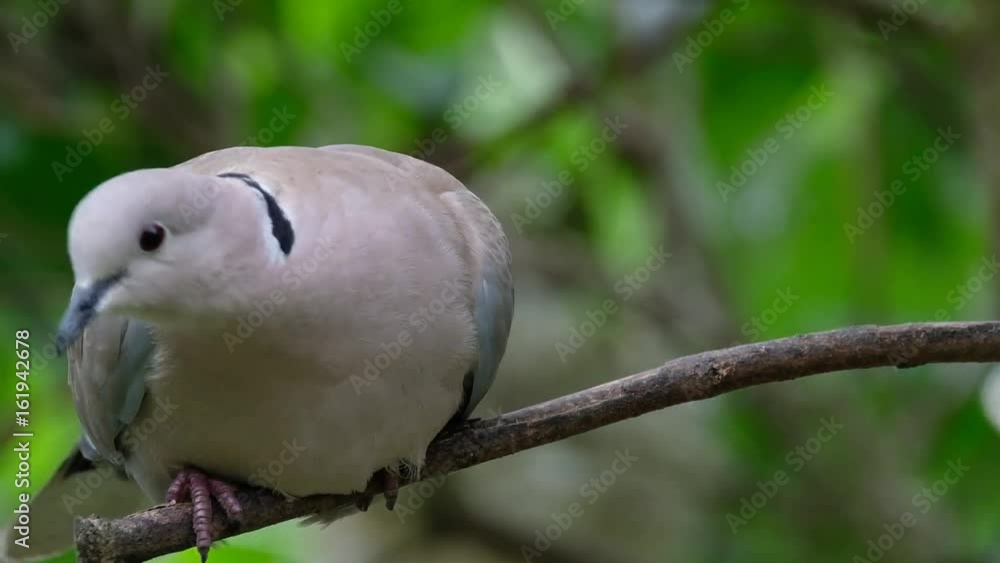 Ring Neck or Collared dove in Lilac tree. Ring Neck or Collared dove in Lilac tree.