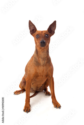 Beautiful brown dog