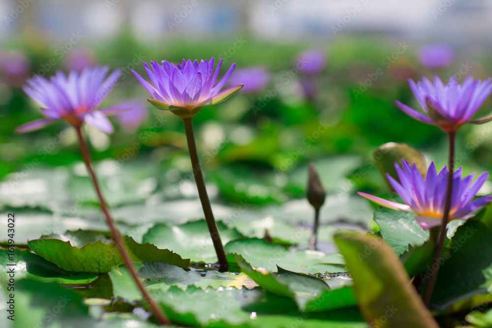 Group of blooming violet water lilies in the midst of lily pads on a pond Group of blooming violet water lilies in the midst of lily pads on a pond