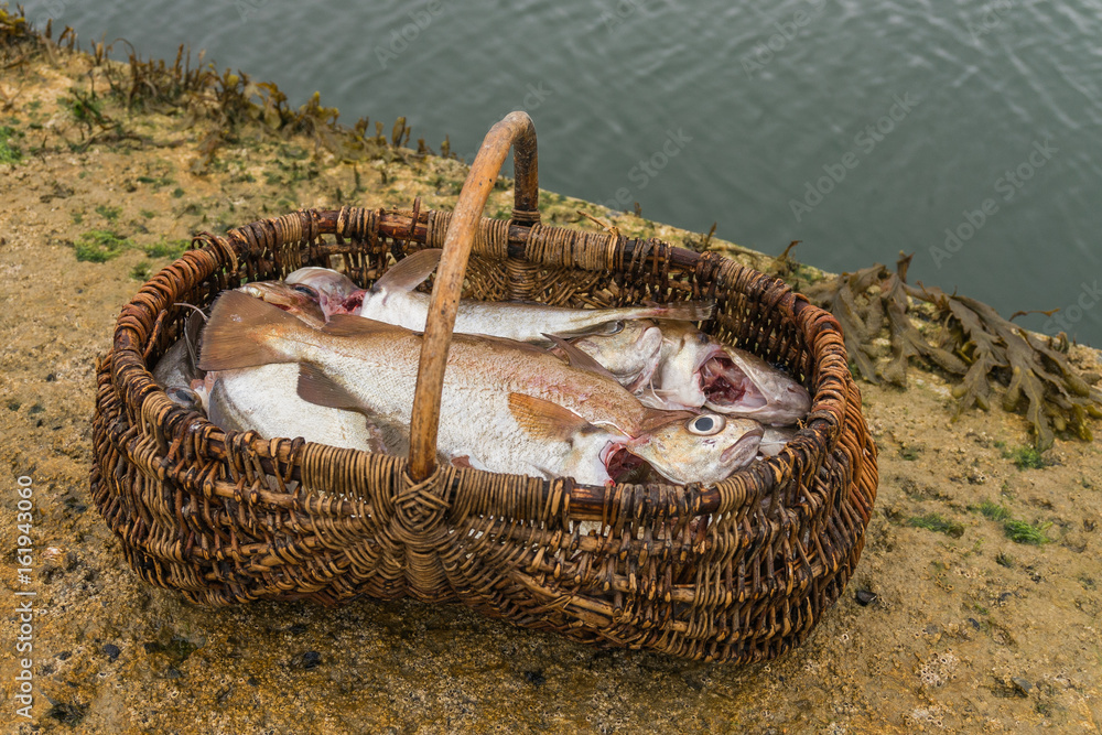 Poisson vidé Tacaud frais dans un vieux panier près du môle – Frischer ausgenommener Franzosendorsch in einem Korb am Kai