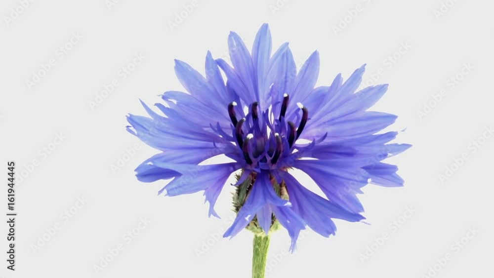 開花タイムラプス ヤグルマギク 開花タイムラプス ヤグルマギク