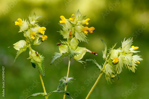 Rhinanthus minor. Cresta de gallo. photo