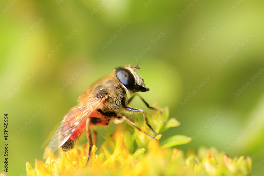 hoverfly