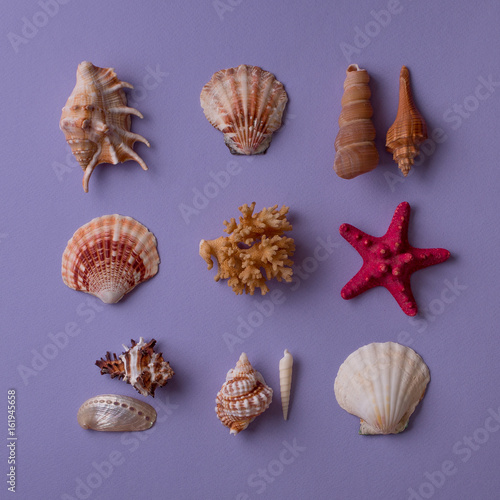 Marine composition: From above view of seashells, red sea star and coral on purple background. Top view. Flat lay.