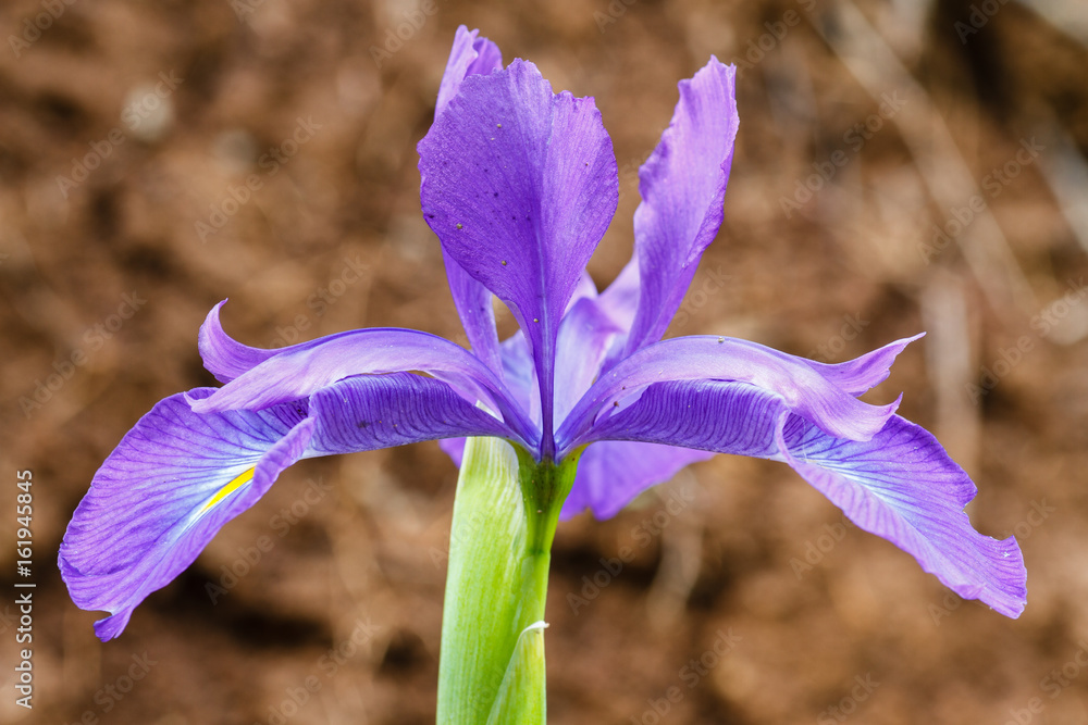 Iris latifolia. Flor de Lirio azul. Stock Photo | Adobe Stock