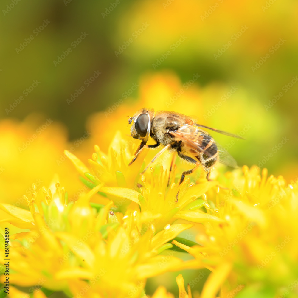 hoverfly hoverfly