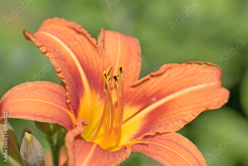 Taglilien, Hemerocallis