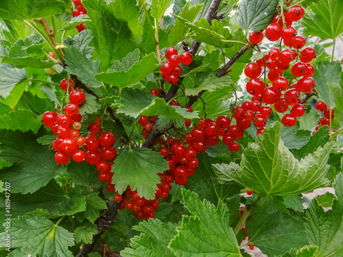 Bush of red currant berries in a garden.