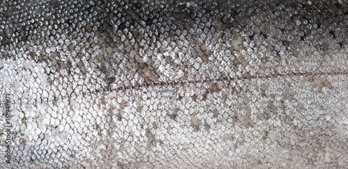 Trout fish scale