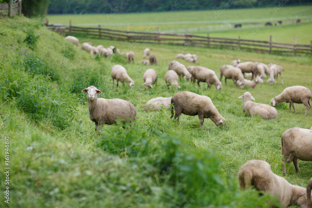 Sheep on pasture at a sheep farm in the Alps Sheep on pasture at a sheep farm in the Alps