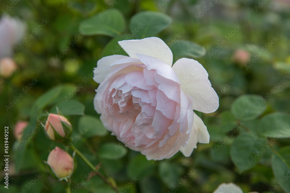 Fototapeta premium Blooming rose in the garden on a sunny day. David Austin Rose Gentle Hermione.