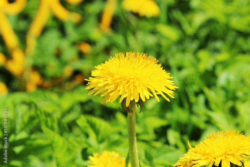 A yellow dandelion on a bright green background A yellow dandelion on a bright green background