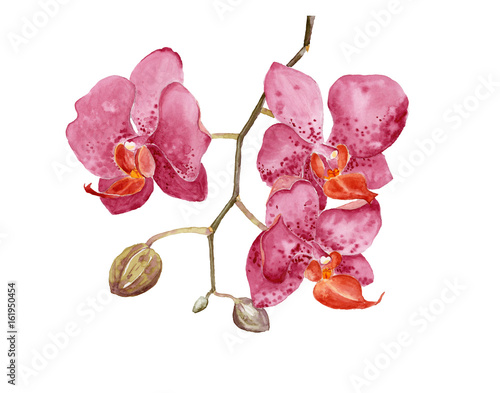 Watercolor drawn phalaenopsis orchid branch