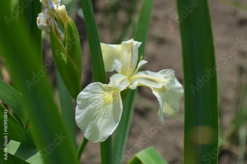 Fototapeta Naklejka Na Ścianę i Meble -  Iris pseudacorus f. alba