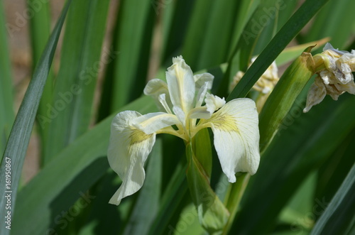 Fototapeta Naklejka Na Ścianę i Meble -  Iris pseudacorus f. alba