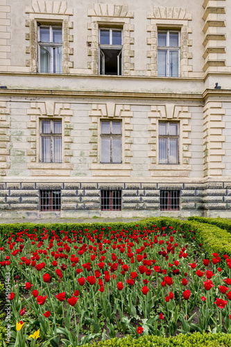 Beautiful red flowers near the Primaria facade, Sighisoara City Hall, Romania