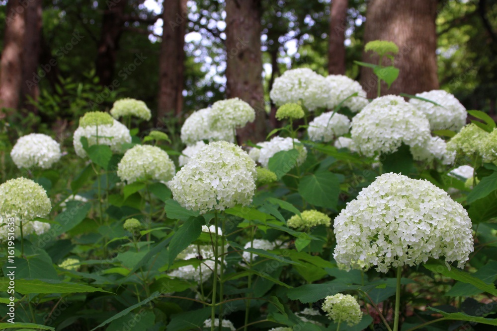花博記念公園鶴見緑地の紫陽花 花博記念公園鶴見緑地の紫陽花