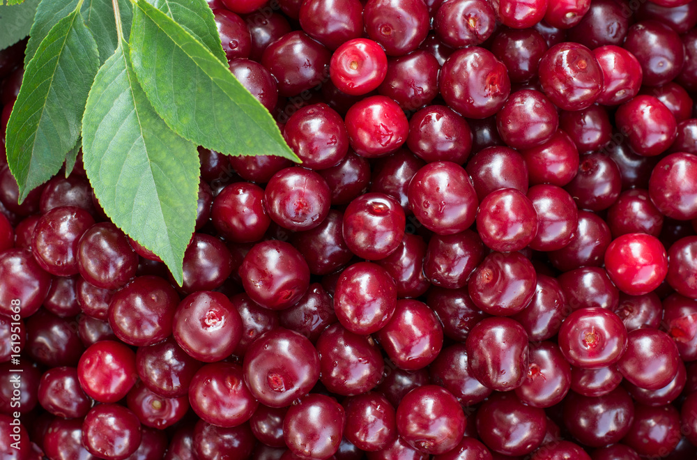 Freshly harvested and washed organic red sour cherries.