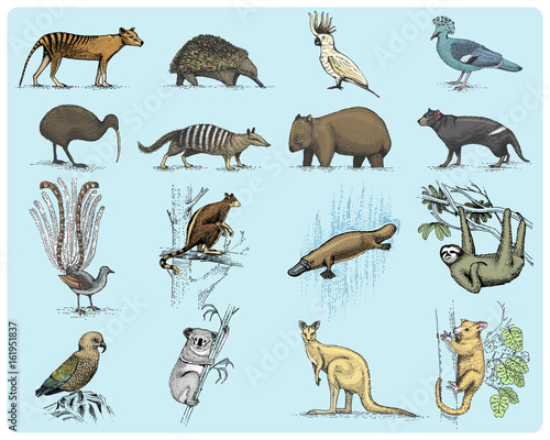 big set of australian and new zealand symbols, animal engraved, hand drawn vector , vintage drawing tasmanian wolf, kea parrot, possum, duck billed platypus, devil, numbat. wombat, koala, kiwi bird.