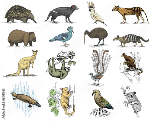 big set of australian and new zealand symbols, animal engraved, hand drawn vector , vintage drawing tasmanian wolf, kea parrot, possum, duck billed platypus, devil, numbat. wombat, koala, kiwi bird.