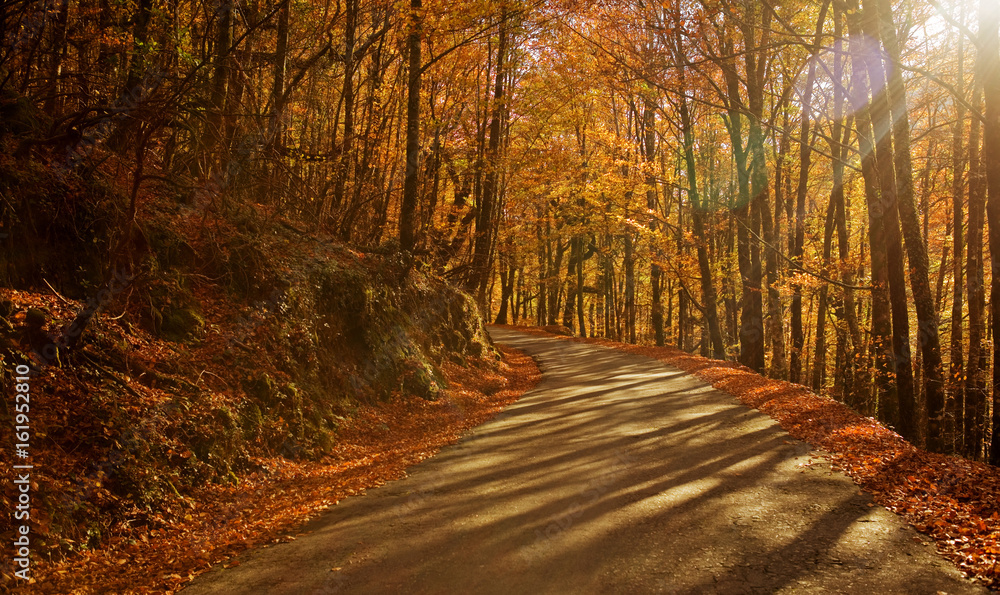 Obraz premium Autumn