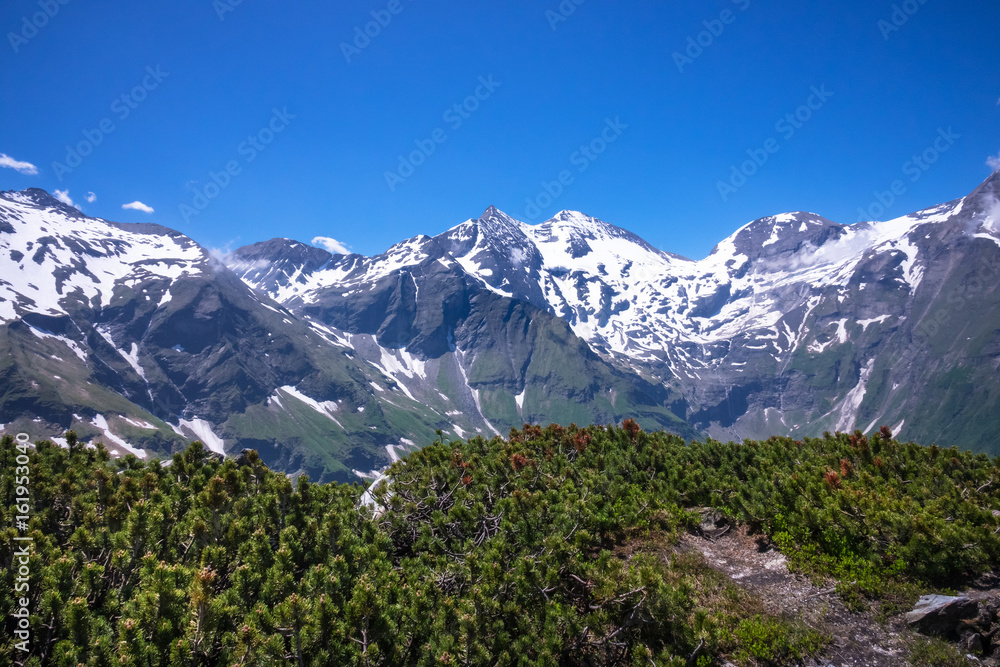 Alpen mit Bergkiefer im Vordergrund
