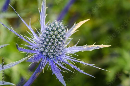 Fototapeta Naklejka Na Ścianę i Meble -  Sea Holly in Close up