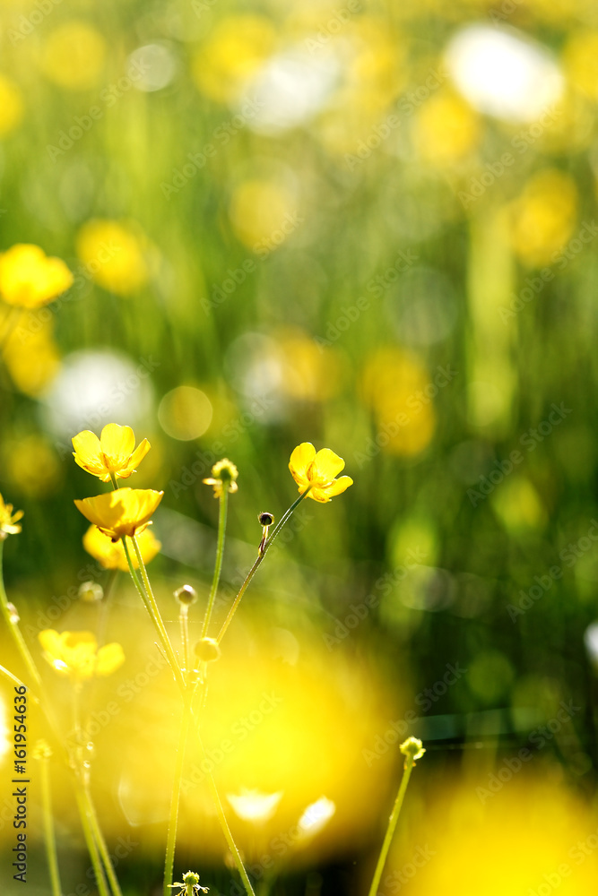 Yellow flowers on field in the morning. Blossoming of yellow colors. Wild flowers. Selective focus