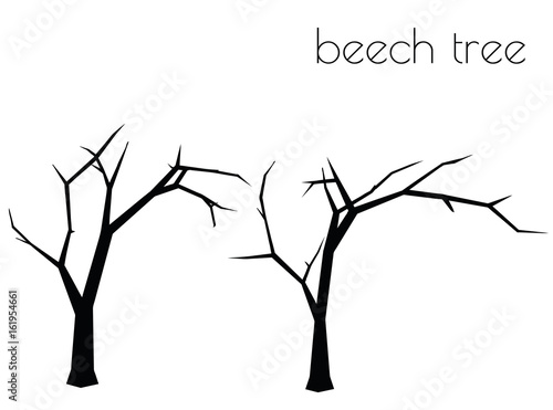 beech tree silhouette on white background
