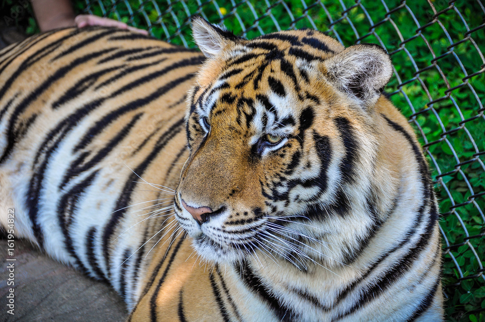 Obraz premium Tiger portrait in Tiger Kingdom, Thailand