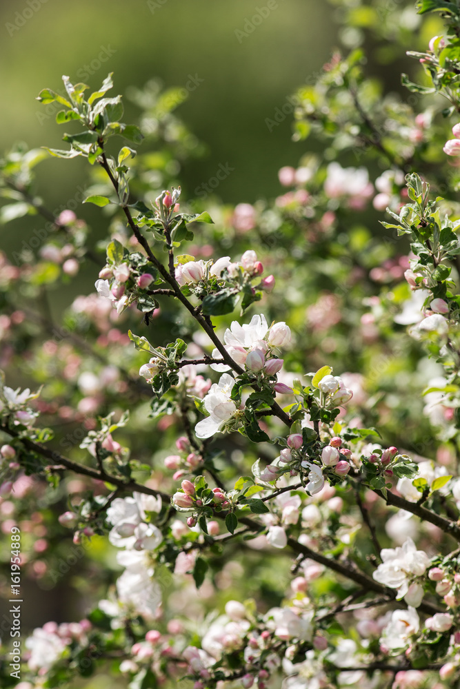 apple tree on a spring day